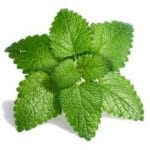 Lemon balm (Melissa officinalis)