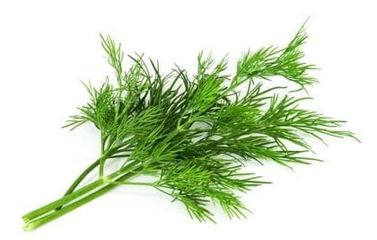 Dill Test ++ Welcher ist SEHR GUT? [So gesund ist er wirklich]